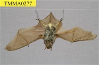 藏品(寬吻鼠耳蝠)的圖片